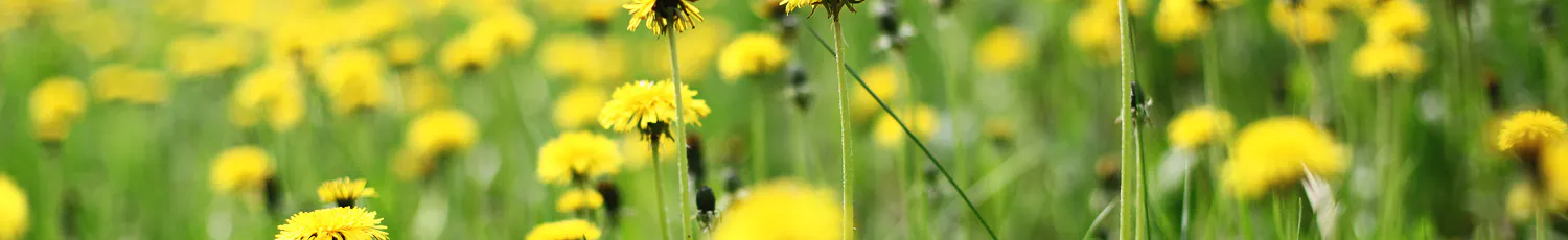 Gula maskrosor i grönt gräs med väg i bakgrunden